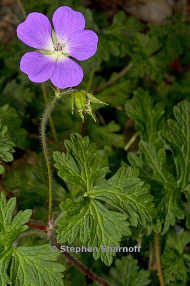 geranium goldmanii 1 graphic